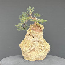 Lade das Bild in den Galerie-Viewer, Fichte auf Fels / Picea abies
