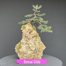 Lade das Bild in den Galerie-Viewer, Fichte auf Fels / Picea abies
