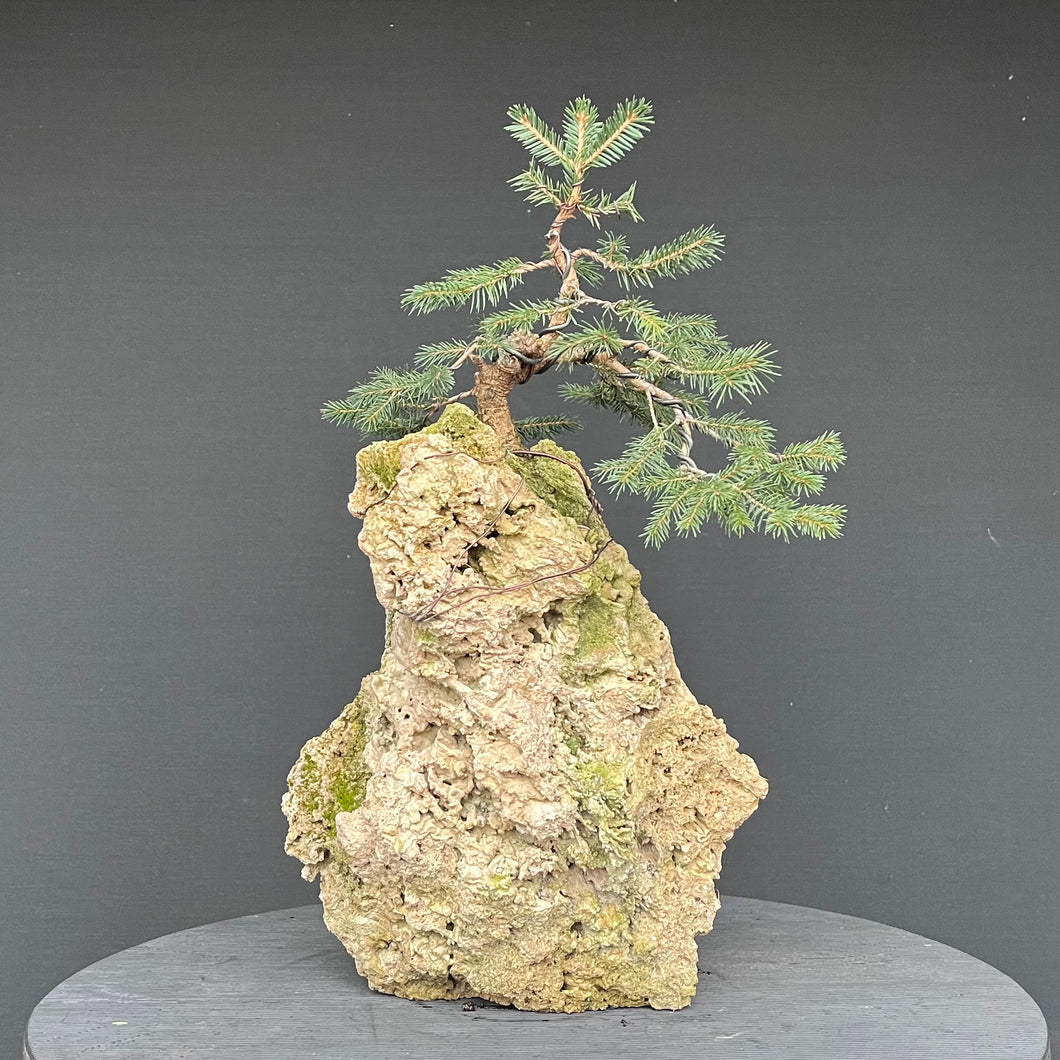 Fichte auf Fels / Picea abies