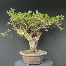 Lade das Bild in den Galerie-Viewer, Japanische Eibe / Taxus cuspidata-Rohmaterial-Yamadori-Bonsai Gilde
