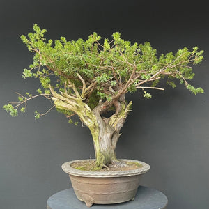 Japanische Eibe / Taxus cuspidata-Rohmaterial-Yamadori-Bonsai Gilde