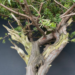 Japanische Eibe / Taxus cuspidata-Rohmaterial-Yamadori-Bonsai Gilde