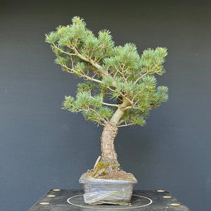 Japanische Mädchenkiefer / Pinus parviflora