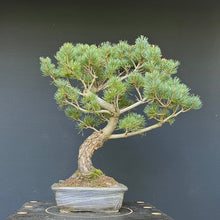 Lade das Bild in den Galerie-Viewer, Japanische Mädchenkiefer / Pinus parviflora
