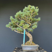 Lade das Bild in den Galerie-Viewer, Japanische Mädchenkiefer / Pinus parviflora
