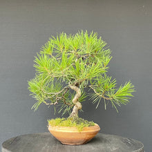 Lade das Bild in den Galerie-Viewer, Japanische Rotkiefer / Pinus densiflora
