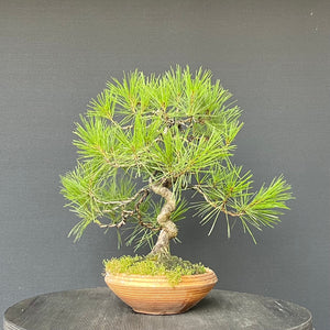 Japanische Rotkiefer / Pinus densiflora