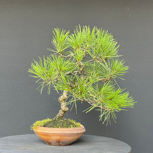 Japanische Rotkiefer / Pinus densiflora