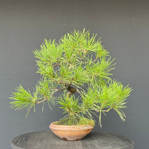 Japanische Rotkiefer / Pinus densiflora