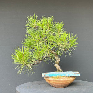 Japanische Rotkiefer / Pinus densiflora