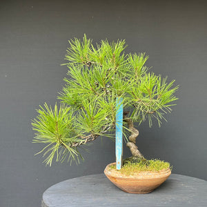 Japanische Rotkiefer / Pinus densiflora