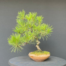 Lade das Bild in den Galerie-Viewer, Japanische Rotkiefer / Pinus densiflora
