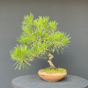 Japanische Rotkiefer / Pinus densiflora