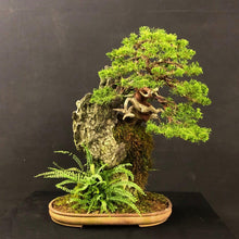 Lade das Bild in den Galerie-Viewer, Itoigawa-Wacholder auf Felsen / Juniperus chinensis itoigawa
