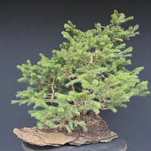 Lade das Bild in den Galerie-Viewer, Fichte / Picea abies
