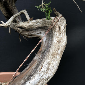 Sabina Wacholder / Juniperus sabina-Bonsai-Bonsai Gilde