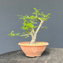 Lade das Bild in den Galerie-Viewer, Scharlach-Weissdorn (Rotdorn) / Crataegus coccinea 'Lutz'
