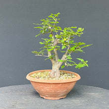 Lade das Bild in den Galerie-Viewer, Scharlach-Weissdorn (Rotdorn) / Crataegus coccinea 'Lutz'

