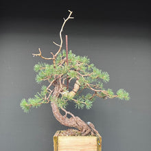 Lade das Bild in den Galerie-Viewer, Yamadori Waldkiefer / Pinus sylvestris
