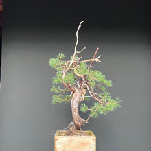 Lade das Bild in den Galerie-Viewer, Yamadori Waldkiefer / Pinus sylvestris
