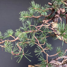 Lade das Bild in den Galerie-Viewer, Yamadori Waldkiefer / Pinus sylvestris
