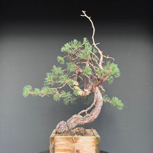 Lade das Bild in den Galerie-Viewer, Yamadori Waldkiefer / Pinus sylvestris

