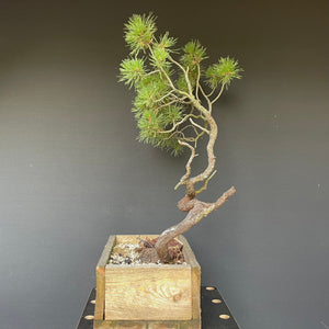 Bergkiefer / Pinus mugo-Rohmaterial-Yamadori-Bonsai Gilde