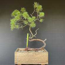 Lade das Bild in den Galerie-Viewer, Bergkiefer / Pinus mugo-Rohmaterial-Yamadori-Bonsai Gilde
