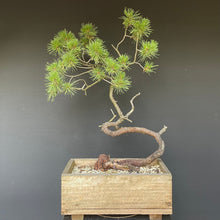 Lade das Bild in den Galerie-Viewer, Bergkiefer / Pinus mugo-Rohmaterial-Yamadori-Bonsai Gilde
