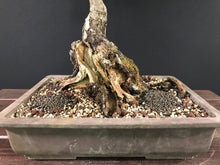 Lade das Bild in den Galerie-Viewer, Birke / Betula pendula-Rohmaterial-Yamadori-Bonsai Gilde
