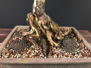Birke / Betula pendula-Rohmaterial-Yamadori-Bonsai Gilde