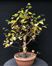 Lade das Bild in den Galerie-Viewer, Birke / Betula-Rohmaterial-Yamadori-Bonsai Gilde
