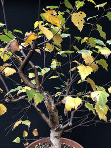 Birke / Betula-Rohmaterial-Yamadori-Bonsai Gilde