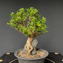 Lade das Bild in den Galerie-Viewer, Bonsai Berberitze / Berberis thunbergii-Bonsai Gilde
