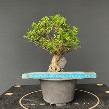 Lade das Bild in den Galerie-Viewer, Bonsai Berberitze / Berberis thunbergii-Bonsai Gilde
