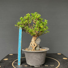 Lade das Bild in den Galerie-Viewer, Bonsai Berberitze / Berberis thunbergii-Bonsai Gilde
