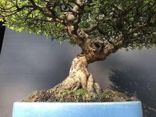 Lade das Bild in den Galerie-Viewer, Bonsai Chinesische Ulme / Ulmus parvifolia-Bonsai-Bonsai Gilde
