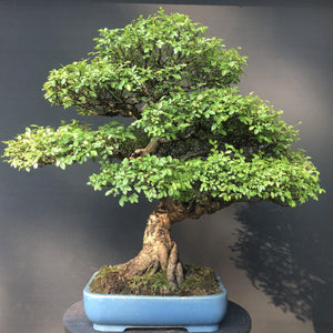 Bonsai Chinesische Ulme / Ulmus parvifolia-Bonsai-Bonsai Gilde