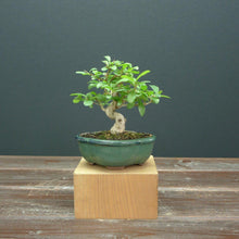 Lade das Bild in den Galerie-Viewer, Bonsai Chinesischer Liguster / Ligustrum sinense-Bonsai-Bonsai Gilde
