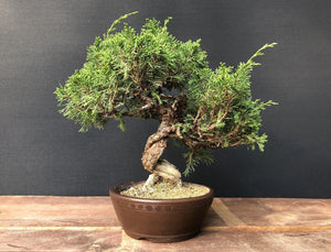 Bonsai Chinesischer Wacholder / Juniperus Chinensis Itoigawa-Bonsai-Bonsai Gilde