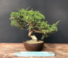 Lade das Bild in den Galerie-Viewer, Bonsai Chinesischer Wacholder / Juniperus Chinensis Itoigawa-Bonsai-Bonsai Gilde
