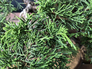 Bonsai Chinesischer Wacholder / Juniperus Chinensis Itoigawa-Bonsai-Bonsai Gilde