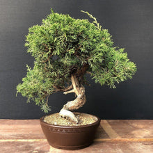 Lade das Bild in den Galerie-Viewer, Bonsai Chinesischer Wacholder / Juniperus Chinensis Itoigawa-Bonsai-Bonsai Gilde
