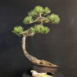 Bonsai Europäische Schwarzkiefer / Pinus nigra-Bonsai-Bonsai Gilde