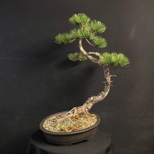 Bonsai Europäische Schwarzkiefer / Pinus nigra-Bonsai-Bonsai Gilde