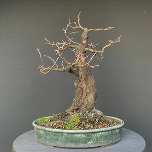Bonsai Felsenkirsche / Steinweichsel / Prunus Mahaleb-Bonsai-Bonsai Gilde