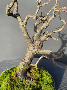 Bonsai Felsenkirsche / Steinweichsel / Prunus Mahaleb-Bonsai-Bonsai Gilde