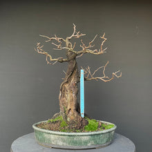 Lade das Bild in den Galerie-Viewer, Bonsai Felsenkirsche / Steinweichsel / Prunus Mahaleb-Bonsai-Bonsai Gilde
