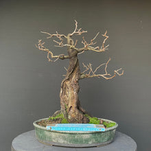 Lade das Bild in den Galerie-Viewer, Bonsai Felsenkirsche / Steinweichsel / Prunus Mahaleb-Bonsai-Bonsai Gilde
