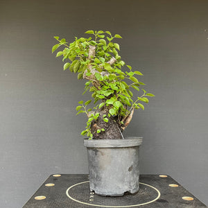 Bonsai Felsenkirsche / Steinweichsel / Prunus Mahaleb-Rohmaterial-Yamadori-Bonsai Gilde